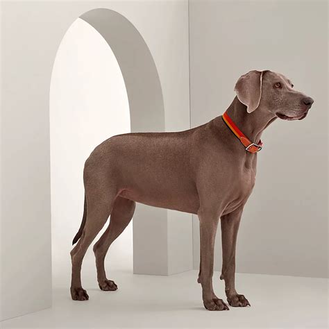 hermes collar dog